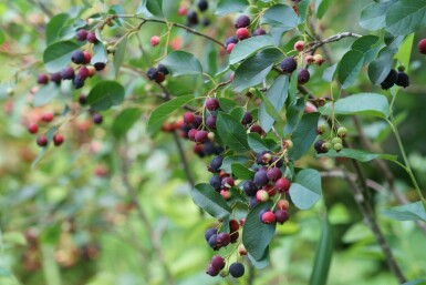 Bärhäggmispel Amelanchier canadensis buske Amelanchier canadensis buske