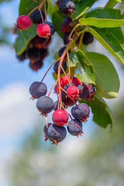 Bärhäggmispel Amelanchier laevis 'Ballerina' buske Amelanchier laevis 'Ballerina' buske