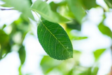 Bärhäggmispel Amelanchier laevis 'Ballerina' buske Amelanchier laevis 'Ballerina' buske
