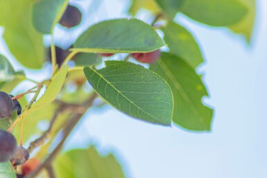 Amelanchier laevis 'Ballerina'