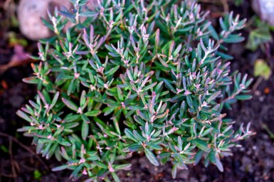 Rosling Andromeda polifolia 'Blue Ice' buske Andromeda polifolia 'Blue Ice' buske