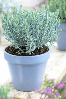 Rosling Andromeda polifolia 'Blue Lagoon' buske Andromeda polifolia 'Blue Lagoon' buske