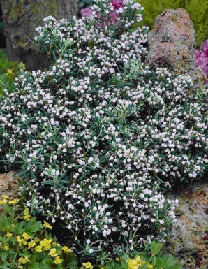 Rosling Andromeda polifolia 'Compacta' buske Andromeda polifolia 'Compacta' buske