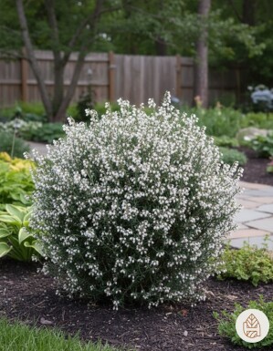 Andromeda polifolia 'Compacta' buske