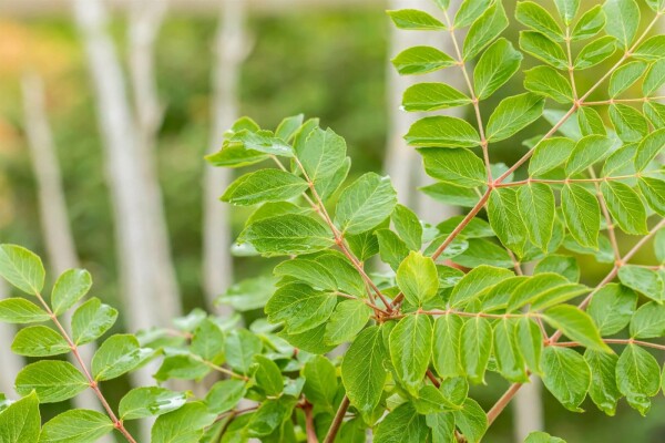 Aralia elata