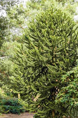 Apträd Araucaria araucana buske Araucaria araucana buske