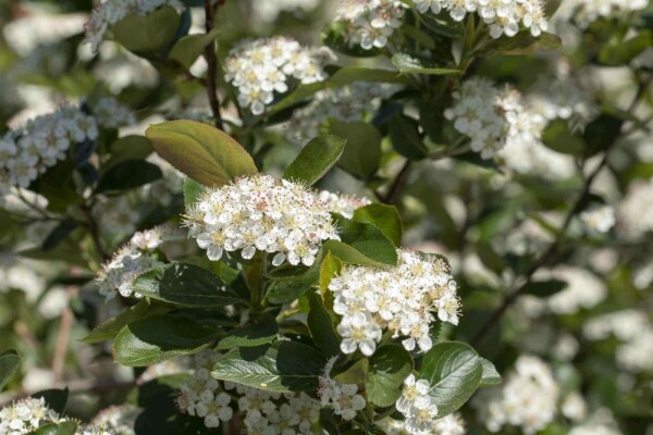 Aronia prunifolia 'Viking'
