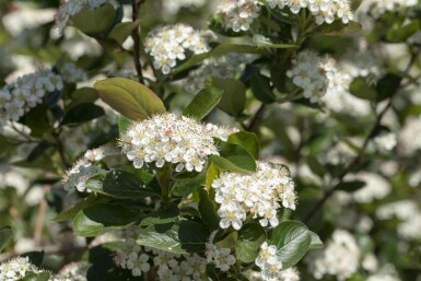Aronia prunifolia 'Viking'