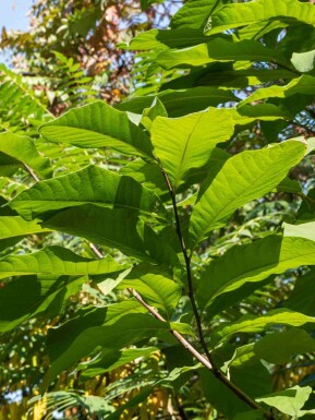 Pawpaw Asimina triloba buske Asimina triloba buske