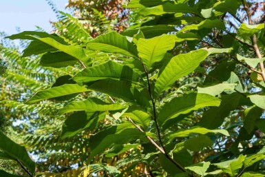 Pawpaw Asimina triloba buske Asimina triloba buske