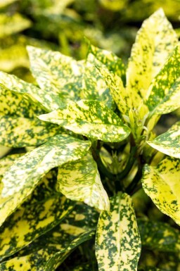 Japansk lager Aucuba japonica 'Crotonifolia' buske Aucuba japonica 'Crotonifolia' buske