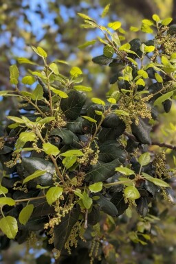 Azara Azara microphylla buske Azara microphylla buske