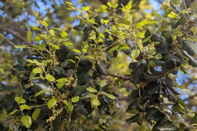 Azara Azara microphylla buske Azara microphylla buske