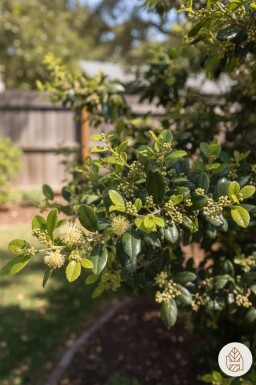 Azara microphylla buske 40-45 cm