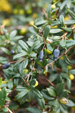 Berberis Berberis candidula buske Berberis candidula buske