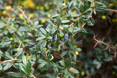 Berberis Berberis candidula buske Berberis candidula buske