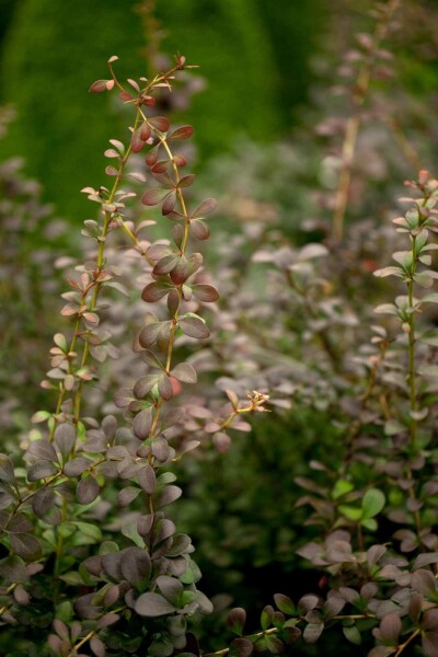 Berberis thunbergii buske 40-60 cm nakna rötter