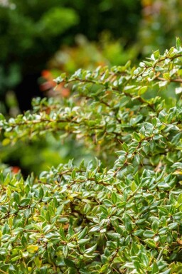 Berberisbuske Berberis verruculosa buske Berberis verruculosa buske