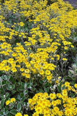 Silverblad Brachyglottis 'Sunshine' buske Brachyglottis 'Sunshine' buske