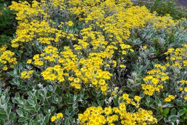 Silverblad Brachyglottis 'Sunshine' buske Brachyglottis 'Sunshine' buske