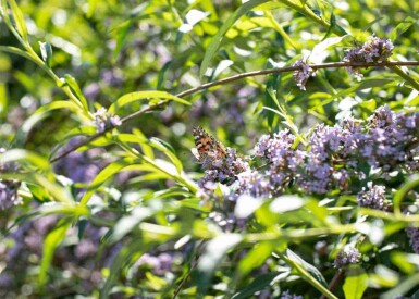Fjärilsbuske Buddleja alternifolia buske Buddleja alternifolia buske