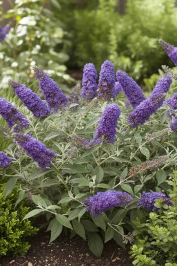 Buddleja davidii 'Free Petite Blue Heaven' buske