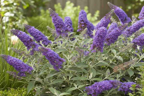 Buddleja davidii 'Free Petite Blue Heaven' buske