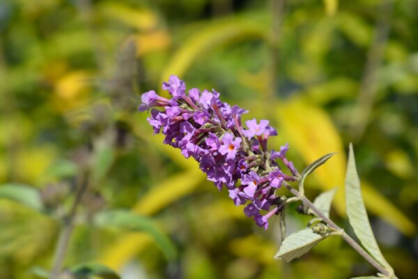Fjärilsbuske Buddleja davidii 'Free Petite Dark Pink' buske Buddleja davidii 'Free Petite Dark Pink'