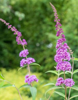 Fjärilsbuske Buddleja davidii 'Ile de France' buske Buddleja davidii 'Ile de France' buske