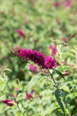 Fjärilsbuske Buddleja 'Miss Ruby' buske Buddleja 'Miss Ruby'