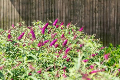 Fjärilsbuske Buddleja 'Miss Ruby' buske Buddleja 'Miss Ruby'