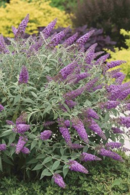Fjärilsbuske Buddleja 'Purple Chip' buske Buddleja 'Purple Chip' buske