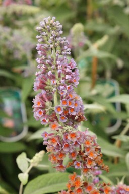 Fjärilsbuske Buddleja weyeriana 'Flower Power' buske Buddleja weyeriana 'Flower Power' buske