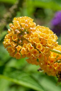 Fjärilsbuske Buddleja weyeriana 'Sungold' buske Buddleja weyeriana 'Sungold' buske