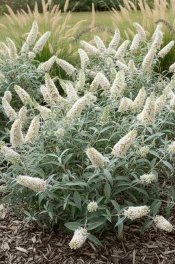 Fjärilsbuske Buddleja 'White Ball' buske Buddleja 'White Ball' buske