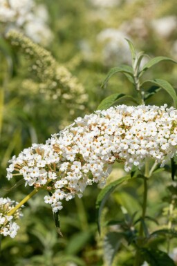 Sommarfjärilsbuske Buddleja 'White Chip' buske Buddleja 'White Chip' buske