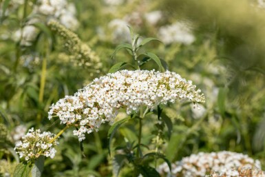 Buddleja 'White Chip'