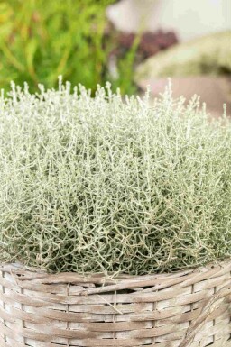 Silverbuske Calocephalus brownii buske Calocephalus brownii buske