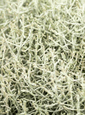 Silverbuske Calocephalus brownii buske Calocephalus brownii buske