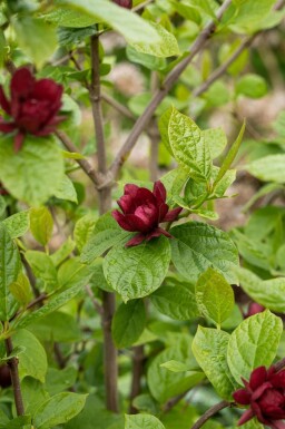 Calycanthus 'Hartlage Wine'