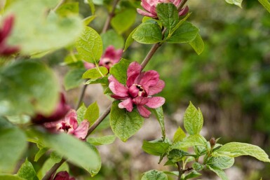 Calycanthus 'Hartlage Wine'