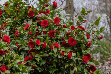 Kamelia Camellia japonica 'Black Lace' buske Camellia japonica 'Black Lace' buske