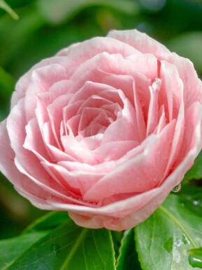 Kamelia Camellia japonica 'Bonomiana' buske Camellia japonica 'Bonomiana' buske