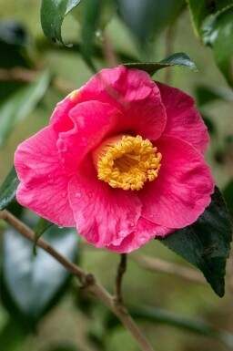 Camellia japonica 'Dr King'