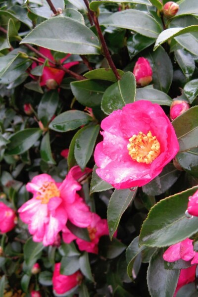 Höstkamelia Camellia sasanqua buske Camellia sasanqua buske