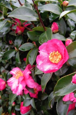 Höstkamelia Camellia sasanqua buske Camellia sasanqua buske