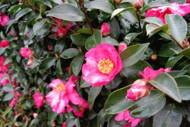 Höstkamelia Camellia sasanqua buske Camellia sasanqua buske