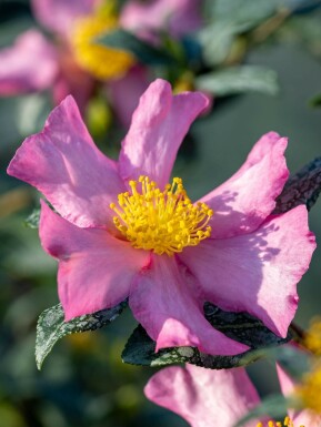 Höstkamelia Camellia sasanqua 'Cleopatra' buske Camellia sasanqua 'Cleopatra' buske