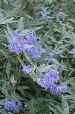 Caryopteris clandonensis