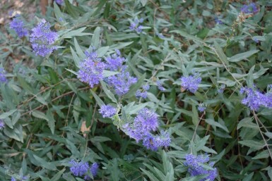 Caryopteris clandonensis